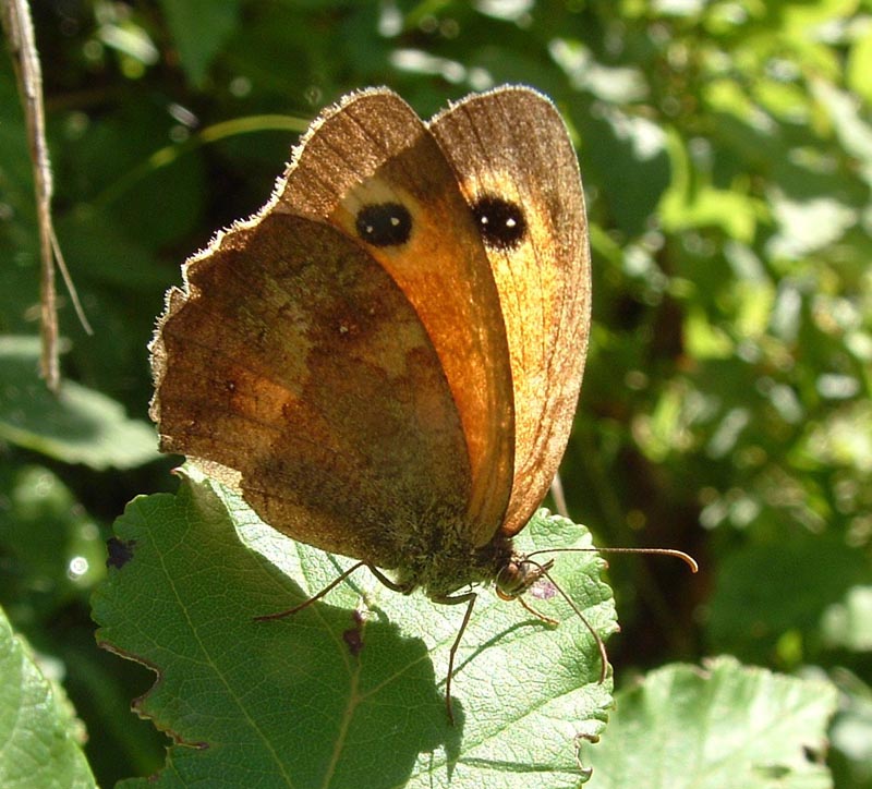 Pyronia tithonus